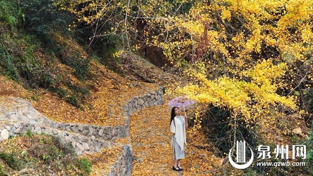 金叶万扇舞秋风：深秋 山野便染尽金色 银杏成最耀眼的主角