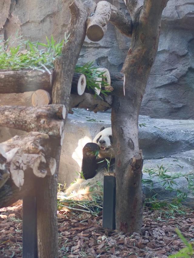 欢迎来到熊猫的家！保姆级攻略请收好！