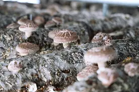 赤峰市林西县：三产融合的共富实践图片