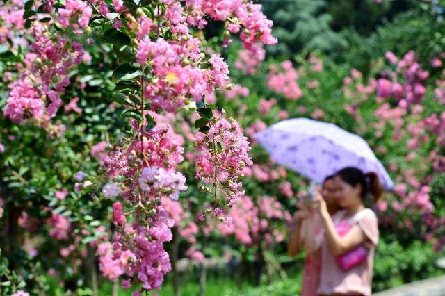 保康：紫薇绽放盈香韵 引得游人踏芳来