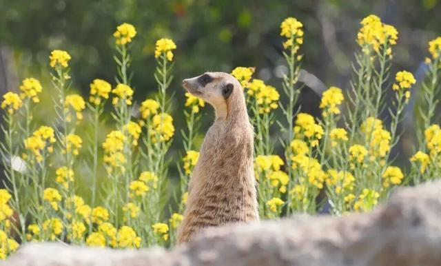 南京红山森林动物园最新通知：免费！