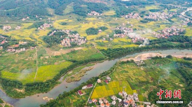 广西苍梧水稻迎收获期 田园风光无限