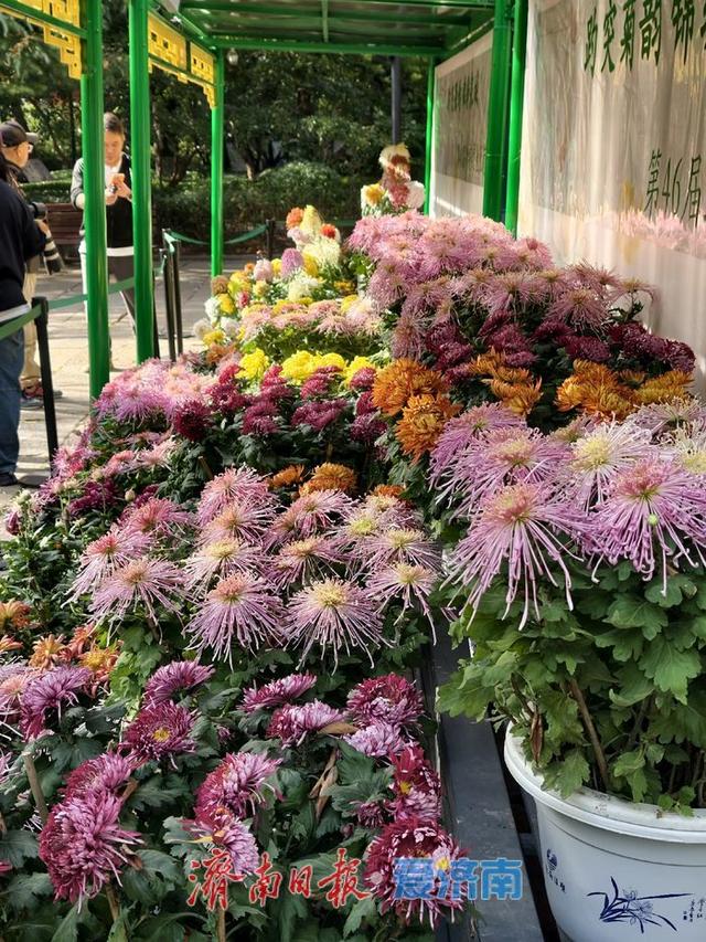 一年四季 泉在济南丨泉畔初冬，被菊花镶上了“金边”