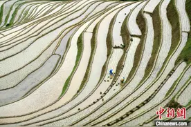 广西龙胜：夏日梯田耕种忙图片