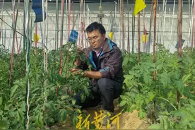 寒潮来袭，潍坊农科院为农业种植支招图片