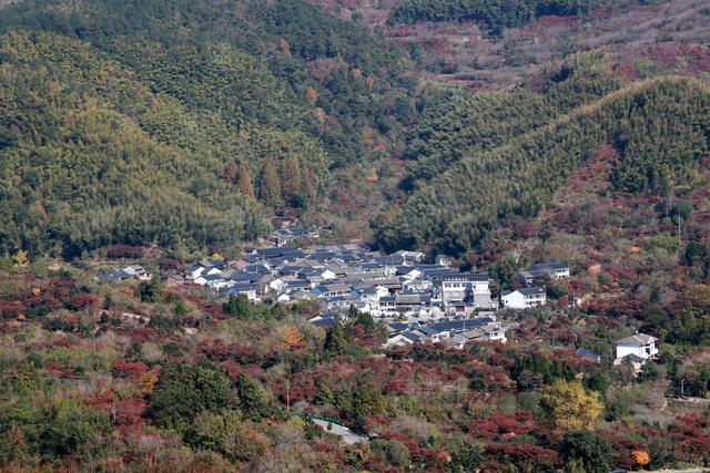 晚潮｜一叶知秋