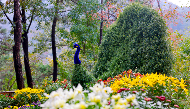 菊韵云蒙·蒙山第一届菊花展绘就千菊竞艳沂蒙秋日画卷