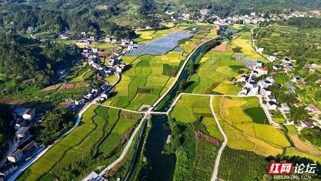 青山碧水伴稻浪，这里是诗意的湘西小镇