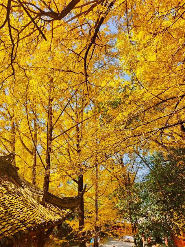 蒙顶山的银杏你不必问，绝对值得一场奔赴！