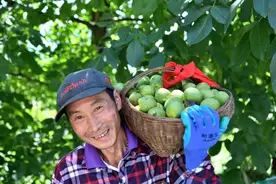 百年树王结硕果，17年奋斗铺“钱”途，秦巴山区一颗核桃“榨”出2.7亿元产值图片