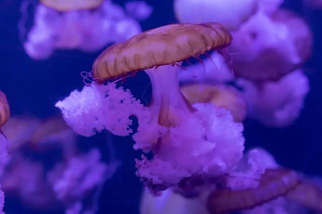 这才是青岛人私藏的城市封面！“醉美”红礁石、中国首个水族馆，年卡99元起畅玩！