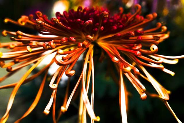 图说定西 | 深秋和菊花的浪漫邂逅