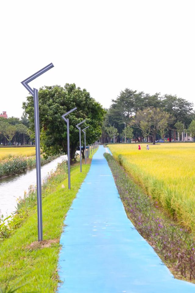 来东莞这片金色稻田，饮啡叹茶！