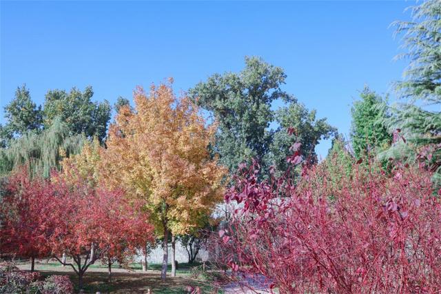 彩叶变色率超85%，玉渊潭公园推出四大赏秋打卡点位