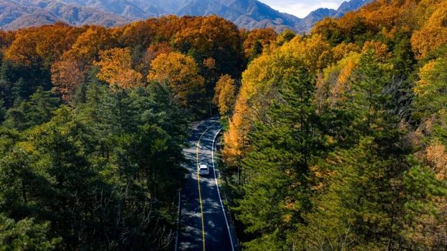 秋景大片都没看，洛阳的秋天，这就结束了？