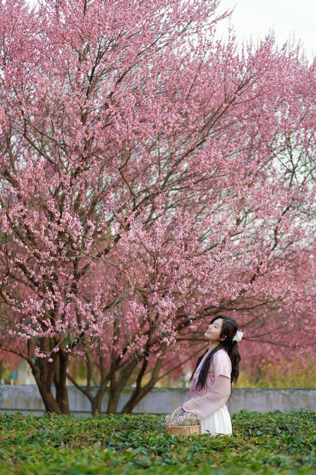 十万梅花和一首诗在花乡茶谷等你
