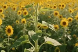 相约高考季丨未来定将繁花似锦！西安外国语大学学长为你打call图片