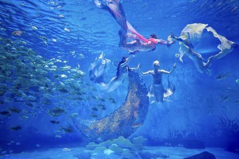 上海海昌海洋公园国庆火爆 最长节目单成吸客法宝