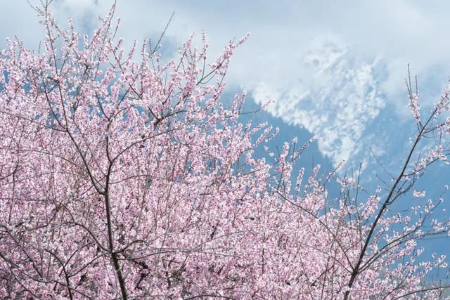 林芝·粉——世界屋脊的桃花源记