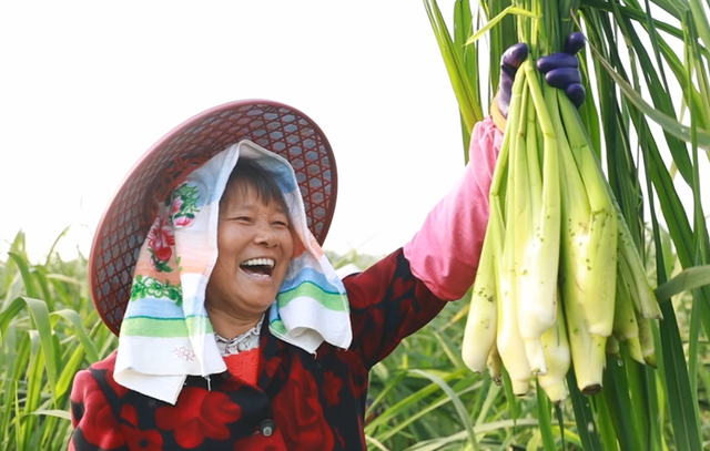 金秋奏响“茭”响曲！上海练塘茭白节暨古镇文化旅游节将启幕