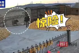 人被咬伤门被撞坏找谁赔？自卫若失手打死老虎违法吗？律师详解图片