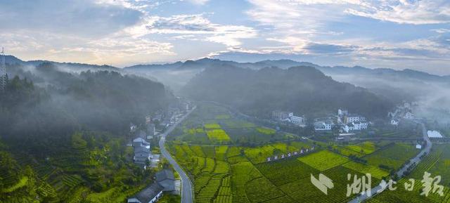 夷陵：清晨薄雾“捉迷藏” 生态茶园好风光