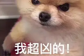 流浪狗伤人事件时有发生，狂犬病知识了解一下图片