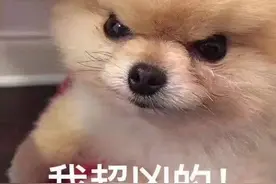 流浪狗伤人事件时有发生，狂犬病知识了解一下图片