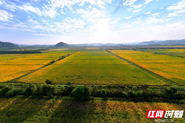 秋游时刻丨粮安天下，韵满双江——宁乡这个镇的乡村诗意太动人