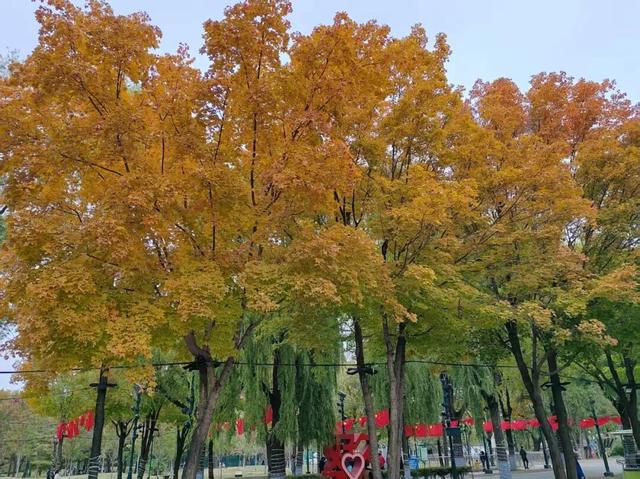 留住秋色~ 哈尔滨“落叶缓扫”彰显城市人文温度与生态魅力