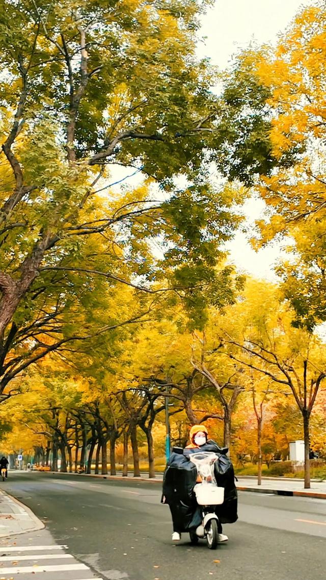 黄金大道秋意浓，石景山这条路进入最佳观赏期！