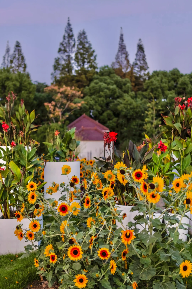 向日葵花海、满园桂花香！上海这个免费公园秋日氛围拉满→