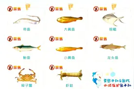 今起浙江全面进入休渔期 8种海产品8日起禁售图片