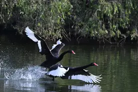 深圳野生动物园天鹅立冬秀恩爱图片