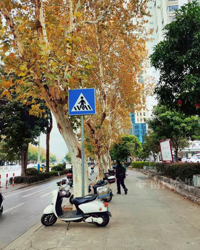 满目金黄！柳州法国梧桐迎来最佳观赏期