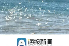 海鸥为何选择日照？图片