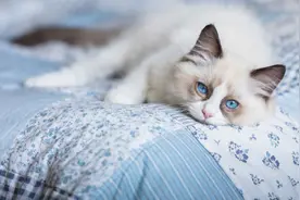 被子颜色会影响睡眠？真会！图片