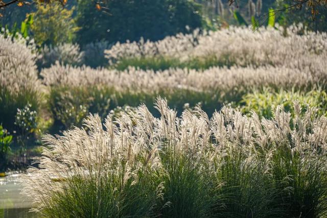 现在的金山是什么颜色？答案藏在这片…