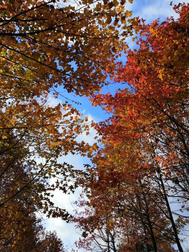 石林万家欢蓝莓庄园“枫”景正好