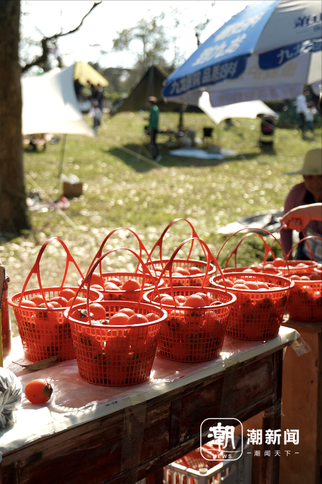 柿子挂满枝头！浙江古村的秋日盛宴，看完就想出发