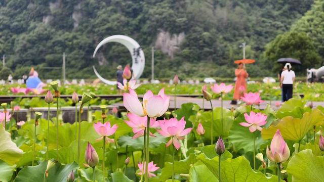 烂泥塘变成荷花池 山乡小村美丽蝶变