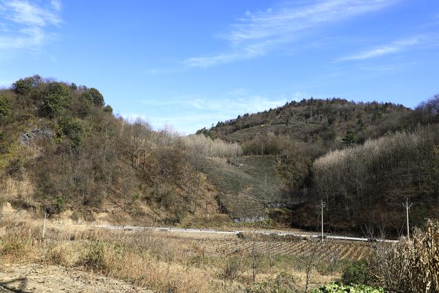 诗画冬日鹤峰：致敬冬日高山树木