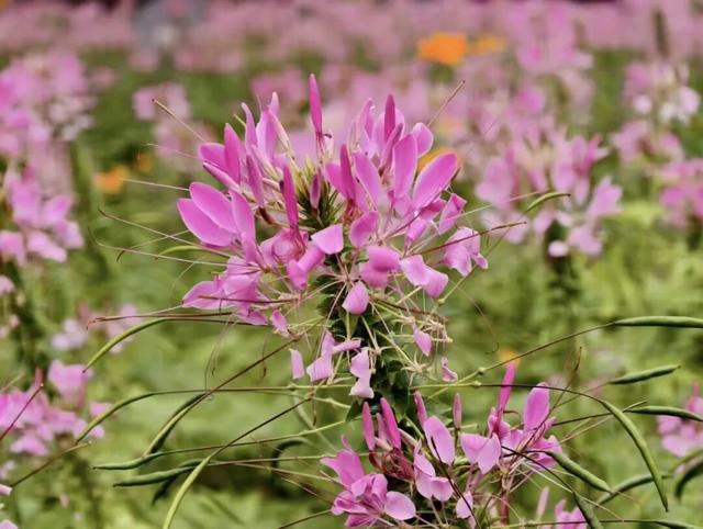 南宁秋日赏花攻略，带你一键解锁这份限定版的秋花图鉴！