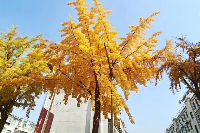 秋日“落叶缓扫”藏诗意，淄博人的周末很美妙