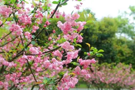 春日赏花正当时③：知否知否？长沙这些地方海棠迎来盛花期图片