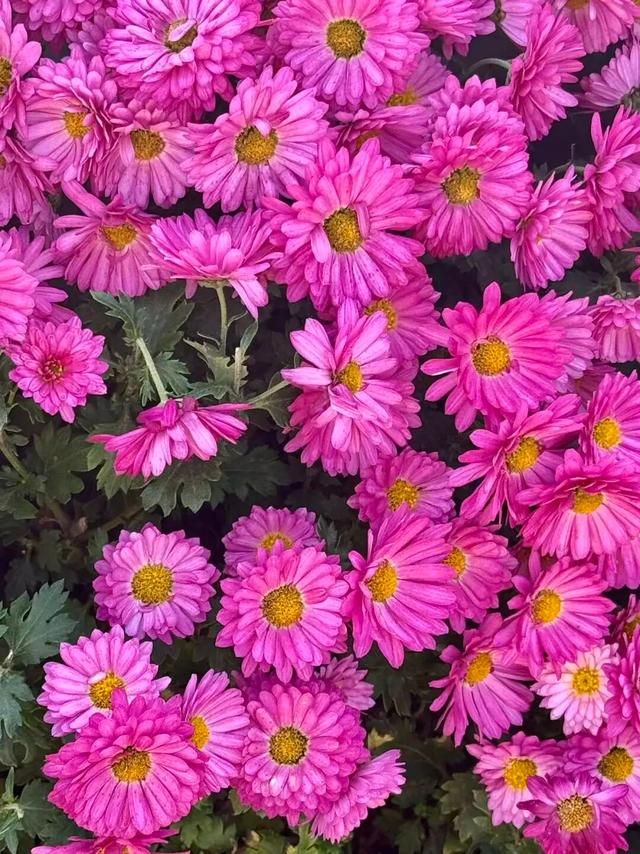 官宣！龙亭菊展延期！