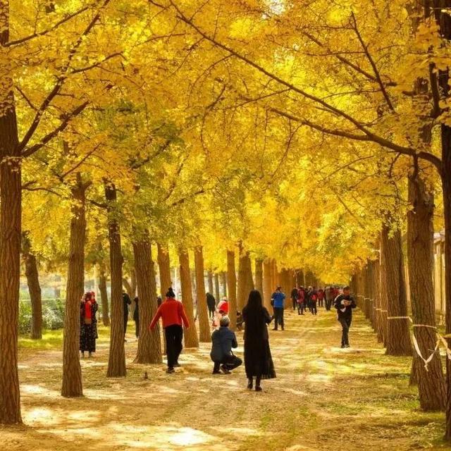 还在凑满减？这里的绝美秋景免费派送中——