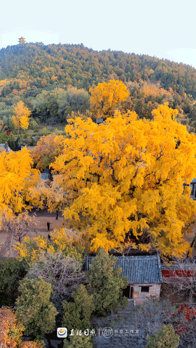 日照，“毛茸茸”！