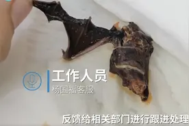 杨国福自热麻辣烫吃出蝙蝠？消费者连夜洗胃，杨国福回应图片