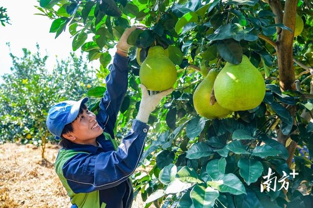 开年文旅好物双发力 “梅州造”凭什么香遍南北｜广货行天下·梅州有好料
